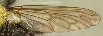 Media type: image;   Entomology 12837 Aspect: wing